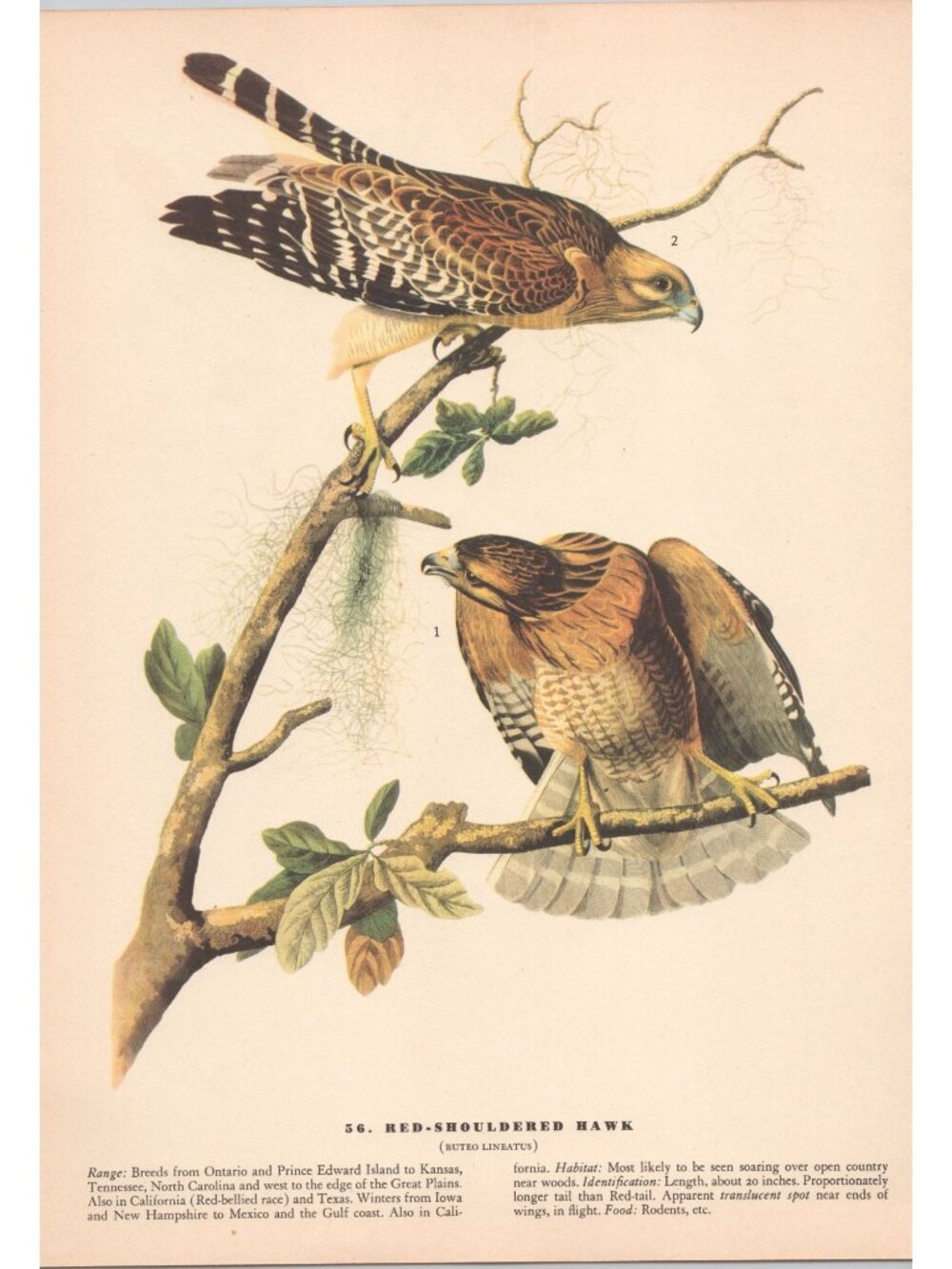 Audubon RED-SHOULDERED HAWK Print 1942 Birds of America Plate 56 Vintage Art